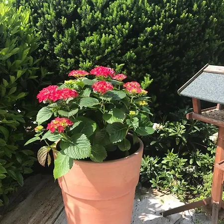 Alpin-garden جارمش بارتنكيرشن