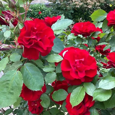 Alpin-garden جارمش بارتنكيرشن